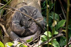 Bothrops jararaca