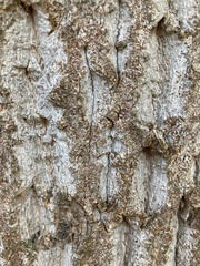 Liriodendron chinense