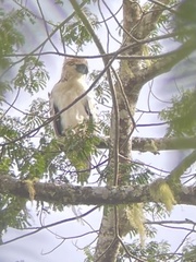 Pithecophaga jefferyi