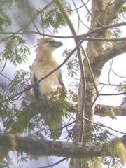 Pithecophaga jefferyi