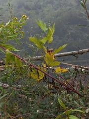 Platanus × hispanica