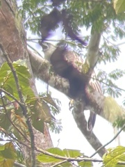 Pithecophaga jefferyi