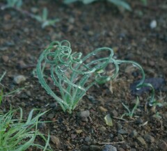 Albuca spiralis