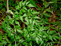 Angelica morii, photograph (c) Jacy Chen, some rights reserved (CC BY)
