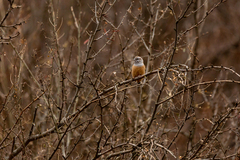 Emberiza godlewskii
