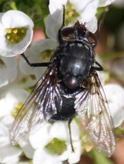 Calliphora vomitoria