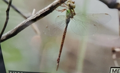 Triacanthagyna trifida