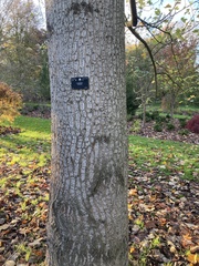 Liriodendron chinense