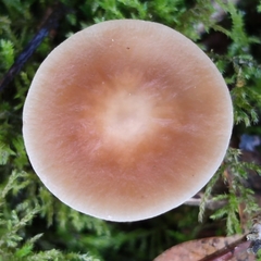 Gymnopus dryophilus