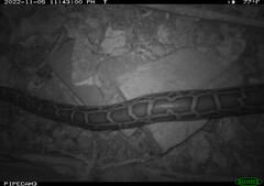 Python bivittatus