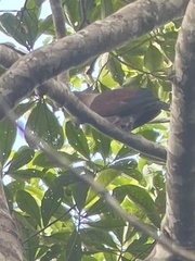 Ducula zoeae