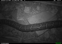 Python bivittatus