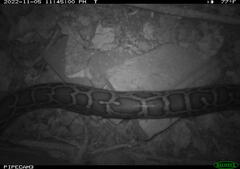 Python bivittatus