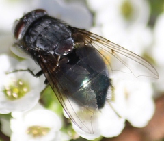 Calliphora vomitoria