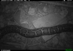 Python bivittatus