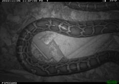 Python bivittatus