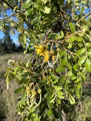 Sophora chrysophylla