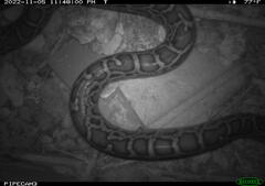 Python bivittatus