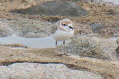 Charadrius peronii