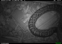Python bivittatus