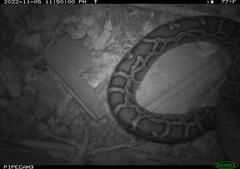 Python bivittatus