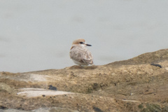 Charadrius peronii