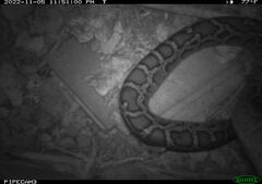 Python bivittatus