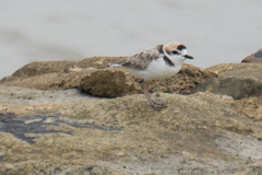 Charadrius peronii