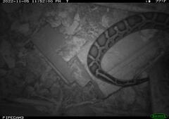 Python bivittatus