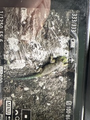 Sceloporus malachiticus