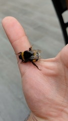 Bombus terrestris lusitanicus