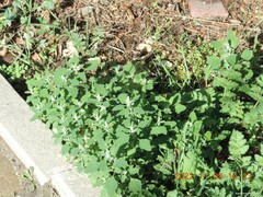 Chenopodium album