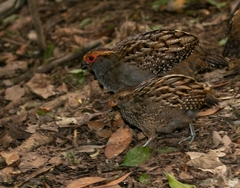 Odontophorus capueira