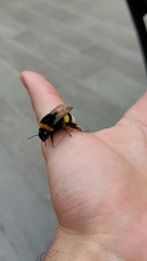 Bombus terrestris lusitanicus