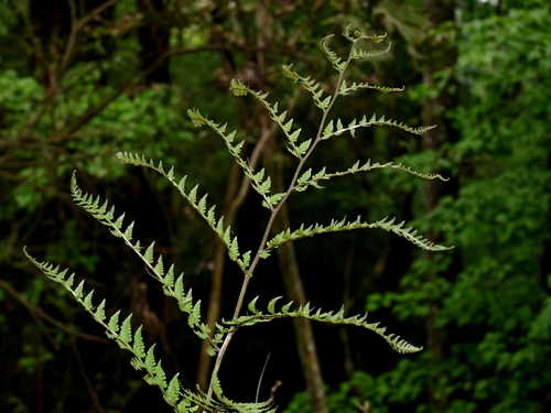 Image of Athyrium vidalii by (c) Jacy Chen, some rights reserved (CC BY)