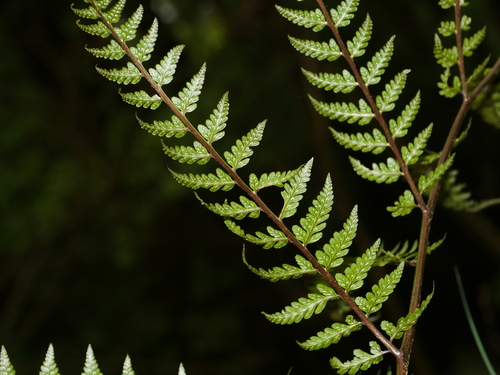 Image of Athyrium vidalii by (c) Jacy Chen, some rights reserved (CC BY)