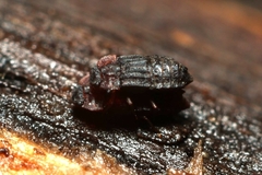 Micropeplus
