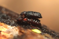 Micropeplus