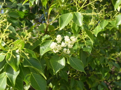 Amyris elemifera