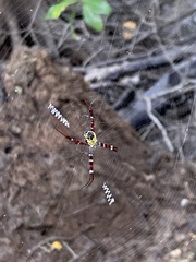 Argiope mangal