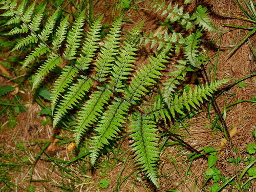 Image of Athyrium vidalii by (c) Jacy Chen, some rights reserved (CC BY)