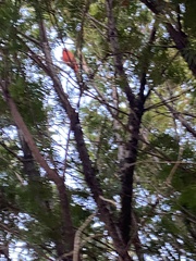 Cardinalis cardinalis