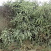 Gymnosporia buxifolia - Photo (c) Nicola van Berkel,  זכויות יוצרים חלקיות (CC BY-SA), הועלה על ידי Nicola van Berkel