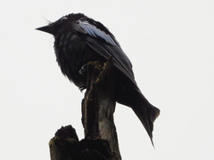 Dicrurus aeneus
