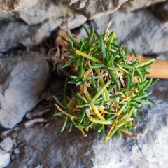 Gypsophila tenuifolia