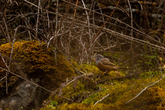 Emberiza godlewskii