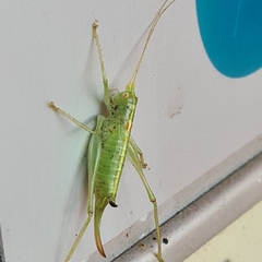 Meconema meridionale