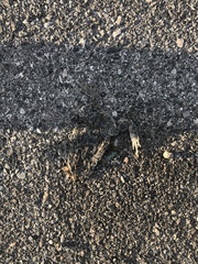 Bufotes viridis balearicus