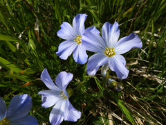 Linum alpinum