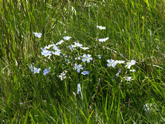 Linum alpinum